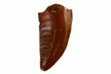 Serrated, Raptor Tooth - Real Dinosaur Tooth #115837-1